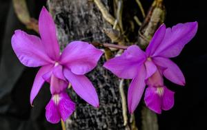 Cattleya walkeriana