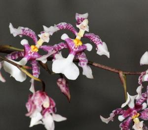 Oncidium incurvum