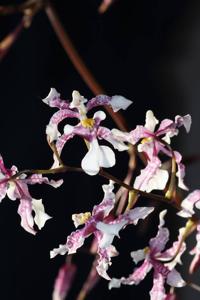 Oncidium incurvum