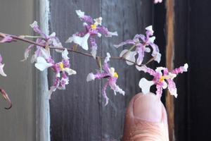 Oncidium incurvum