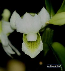 Dendrobium oligophyllum