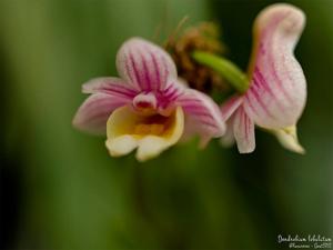 Dendrobium lobulatum