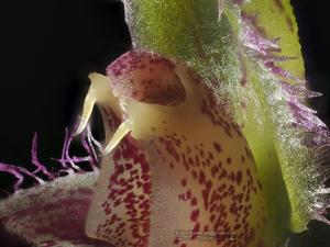 Bulbophyllum fascinator