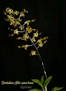 Dendrobium helix