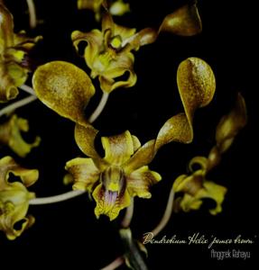 Dendrobium helix