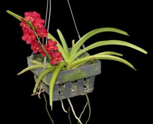 Vanda curvifolia