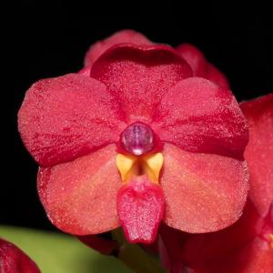 Vanda curvifolia