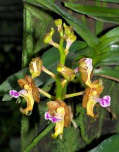 Vanda flabellata