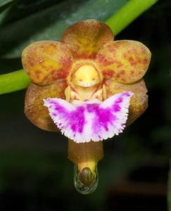 Vanda flabellata