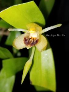 Coelogyne fimbriata