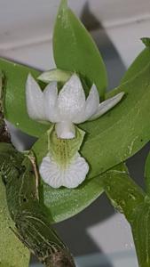 Dendrobium oligophyllum