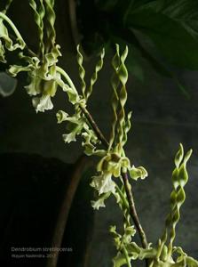 Dendrobium strebloceras