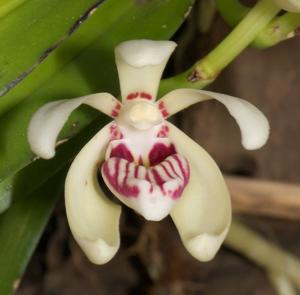 Vanda flavobrunnea