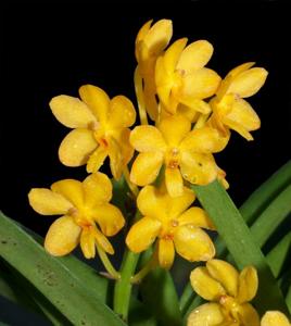 Vanda curvifolia