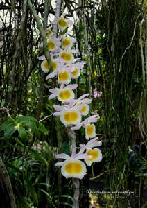 Dendrobium polyanthum