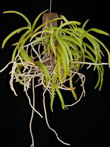 Vanda liouvillei