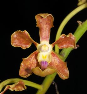 Vanda liouvillei