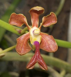 Vanda liouvillei