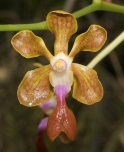 Vanda liouvillei