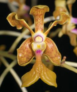 Vanda liouvillei