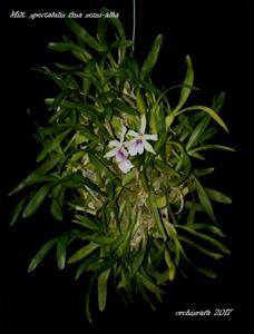 Miltonia spectabilis