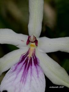 Miltonia spectabilis