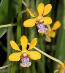 Vanda testacea