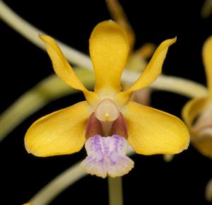 Vanda testacea