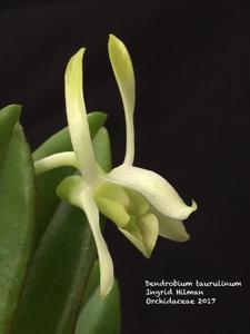 Dendrobium taurulinum