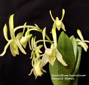 Dendrobium taurulinum