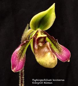 Paphiopedilum hookerae