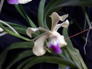 Vanda ustii