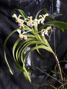 Vanda ustii