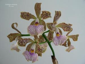 Cattleya velutina