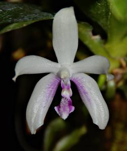 Phalaenopsis fimbriata