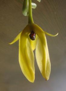 Bulbophyllum amplebracteatum subsp. carunculatum