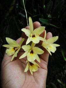 Laelia aurea