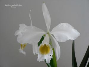 Cattleya wallisii