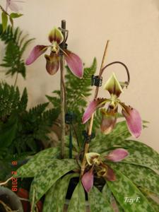Paphiopedilum appletonianum