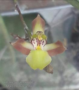 Orleanesia amazonica