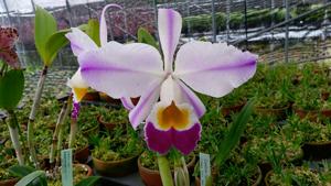 Cattleya wallisii