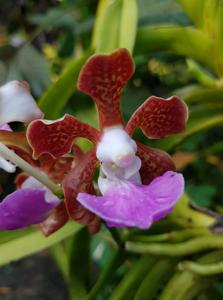 Vanda insignis