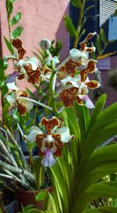 Vanda tricolor