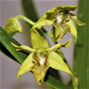 Dendrobium macrophyllum