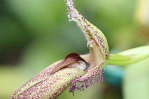Bulbophyllum romyi