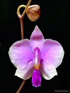 Phalaenopsis lowii