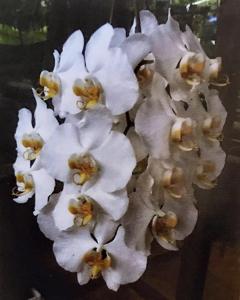 Phalaenopsis amabilis subsp. amabilis