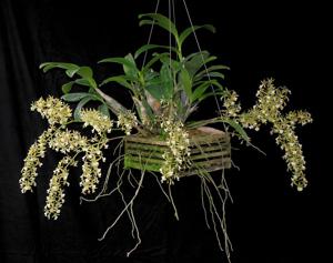 Epidendrum stamfordianum