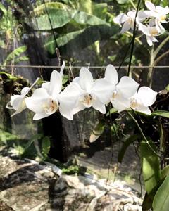 Phalaenopsis aphrodite