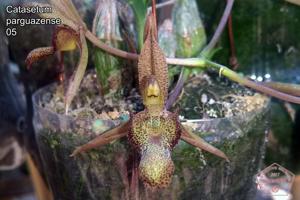 Catasetum parguazense